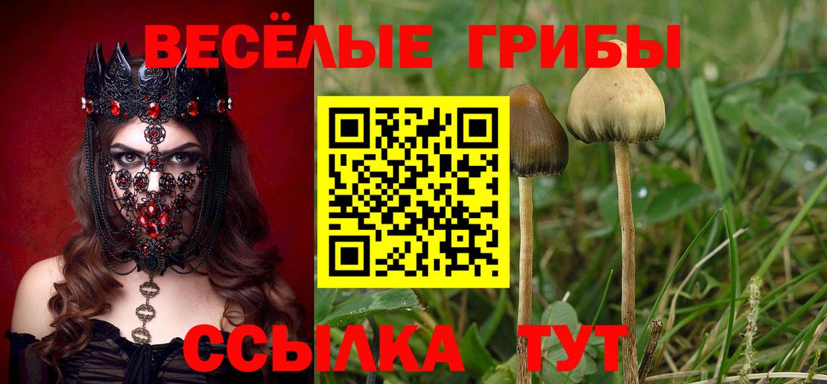 Коряжма  Псилоцибиновые грибы GOLDEN TEACHER  наркотики  Вход с VPN 